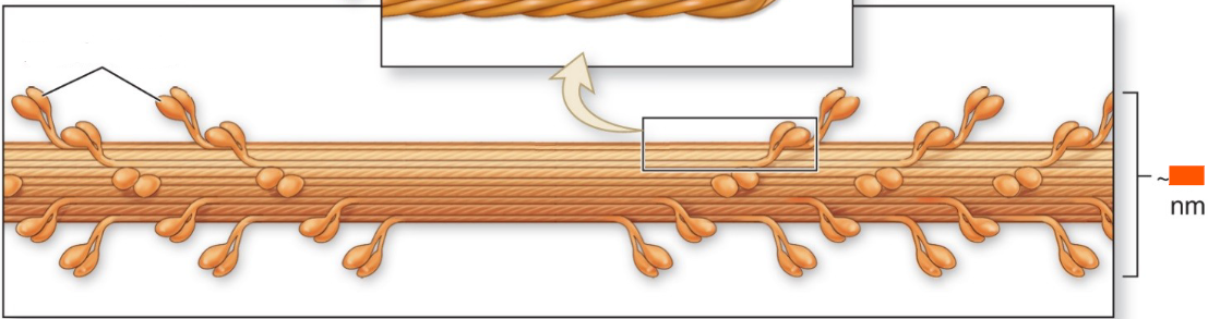 <p>Thickness of “Thick filament”</p>