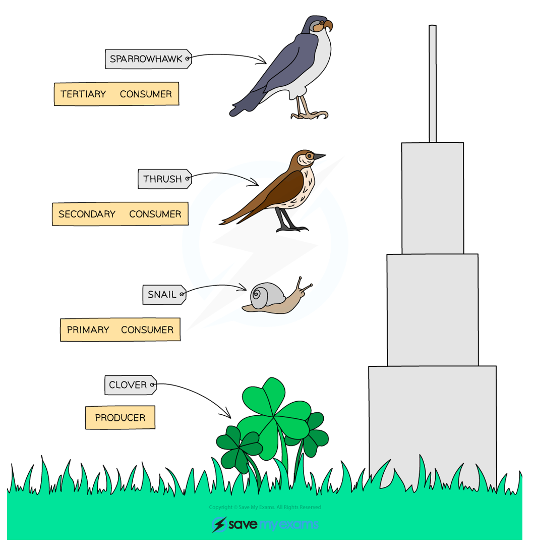 <p>Considers the total mass of living organisms at each trophic level:</p><ul><li><p>biomass should be dry mass, since water stores no energy</p></li></ul><p></p>