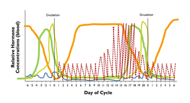 <p><span><strong>1. Follicular Phase Begins (P4 low)</strong></span></p><ul><li><p><span>CL regresses → <strong>progesterone drops</strong></span></p></li><li><p><span>Low P4 removes block on surge center</span></p></li><li><p><span>FSH rises → follicles grow → <strong>estrogen increases</strong></span></p></li></ul><p>&nbsp;</p><p><span><strong> 2. Estrus + LH Surge</strong></span></p><ul><li><p><span>Estrogen peaks → positive feedback to surge center</span></p></li><li><p><span>Surge center releases <strong>GnRH</strong></span></p></li><li><p><span>Anterior pituitary releases <strong>LH surge</strong></span></p></li><li><p><span><strong>Ovulation occurs</strong> (if P4 is low)</span></p></li></ul><p>&nbsp;</p><p><span><strong> 3. Luteal Phase Begins</strong></span></p><ul><li><p><span>Ovulation → CL forms → <strong>progesterone rises</strong></span></p></li><li><p><span>High P4:</span></p><ul><li><p><span>Blocks surge center</span></p></li><li><p><span>Prevents LH surge</span></p></li><li><p><span>Prevents ovulation</span></p></li><li><p><span>Supports uterine lining</span></p></li></ul></li></ul><p>&nbsp;</p><p><span><strong> 4. Diestrus (Longest Phase)</strong></span></p><ul><li><p><span>CL fully functional → <strong>max progesterone</strong></span></p></li><li><p><span>Follicles grow in waves but undergo <strong>atresia</strong></span></p></li><li><p><span>Estrogen stays low</span></p></li></ul><p>&nbsp;</p><p><span><strong> 5. Luteolysis</strong></span></p><ul><li><p><span>Uterus releases <strong>PGF₂α pulses</strong></span></p></li><li><p><span>Pulses intensify → CL dies</span></p></li><li><p><span>Progesterone drops sharply</span></p></li></ul><p>&nbsp;</p><p><span><strong> 6. Cycle Restarts</strong></span></p><ul><li><p><span>Low progesterone → surge center unblocked</span></p></li><li><p><span>FSH rises → follicles grow → estrogen rises</span></p></li><li><p><span>New estrus approaches</span></p></li></ul><p></p>