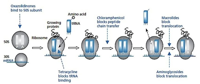 <p>act on the ribosome</p><ul><li><p>Oxazolidinones → bind to 50s subunit </p></li><li><p>tetracylcine → blocks tRNA binding </p></li><li><p>chloramphenicol → blocls peptide chain transfer</p></li><li><p>macrolides and aminoglycosides → block translocation</p></li></ul><p></p>