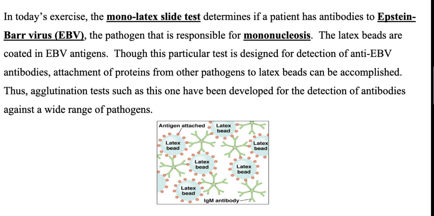 <p>mono-latex slide test</p>