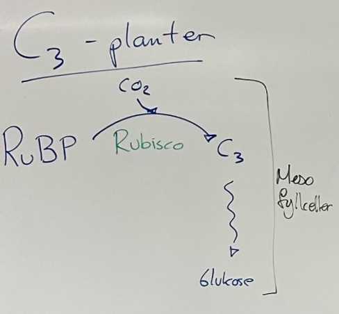 <ul><li><p>De fleste planter er C3-planter, fordi det er <strong>minst energikrevende</strong></p></li><li><p>Fungerer best i kjølige, fuktige miljøer</p></li><li><p>Eneste fotosyntiserende bladcelle: <strong>mesofyllceller</strong></p></li><li><p>Eneste CO2-bindingsenzym: <strong>rubisco</strong></p><ul><li><p><u>Ulempe ved rubisco</u>: Kan binde seg både til CO2 og O2 → <u>føre til fotorespirasjon ved høyt temp</u></p></li></ul></li><li><p>Spalteåpningene er åpne om dagen, men lukkes ved høy temp eller tørke.</p></li></ul><p></p><ol><li><p>CO2 diffunderer inn i bladet gjennom spalteåpninger (stomata)</p></li><li><p>Rubisco tar opp <strong>CO2</strong> og binder til <strong>RuBP</strong></p></li><li><p>Danner <strong>C3-molekyl </strong>(“C3”)</p></li><li><p>Videre dannes <strong>sukker</strong></p></li></ol><p></p><p><u>Men ved høy temp → fotorespirasjon</u>:</p><ol><li><p><strong>Spalteåpningene (stomata) lukker seg</strong> for å hindre vannfordamping (unngå redusert vanntilgang)</p></li><li><p>Men fotosyntese drives fortsatt innenfor, og fortsetter å produsere O2</p></li><li><p>Enzymet vil slite med å skille mellom O2 og CO2, og vil<strong> ta opp O2 istedenfor</strong></p></li></ol><p>→ <u>Fotorespirasjon</u></p><p></p><p><u>→ Hemmer fotosyntesen, fordi</u>:</p><ul><li><p>Fotorespirasjon fører til<strong> lav effektivitet</strong> av fotosyntese</p></li><li><p><strong>Reduserer CO2-opptaket</strong> når stomata er lukket (for å spare vann)</p></li></ul><p></p><ul><li><p>C3-planter fungerer derfor best ved lav moderat lysintensitet, lav temperatur og mye vann</p></li></ul><p></p><p></p><p></p>