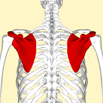 <p>Scapula</p>