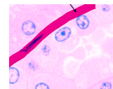 <p>Membrane</p>