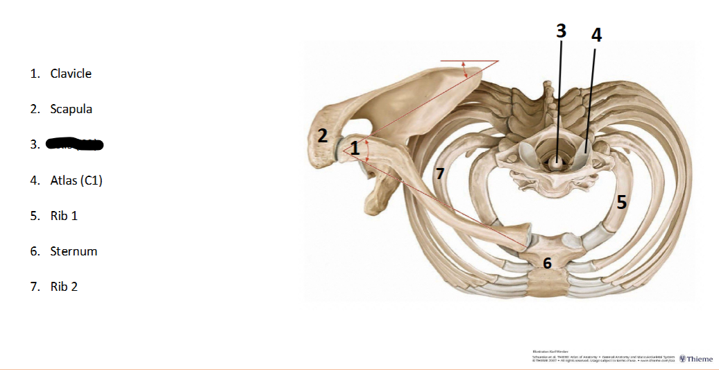 <p>What landmark within the <strong>Axial? </strong>(CENTRAL <strong>AXIS </strong>of <strong>BODY)</strong></p>