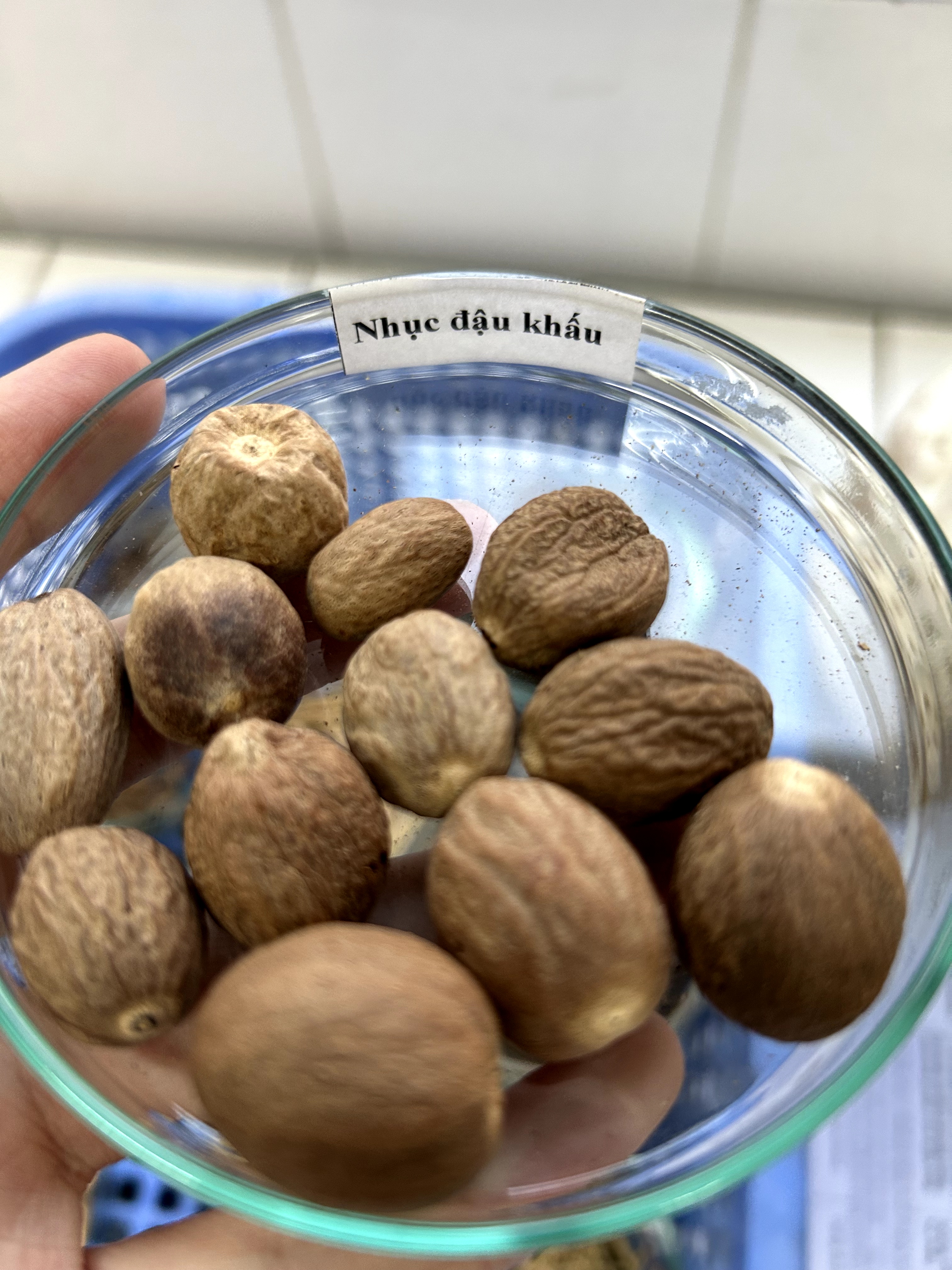 <p>nhục đậu khấu</p>