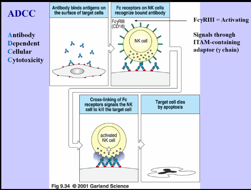<p>Antibody Dependent Cellular Toxicity (ADCC) </p>