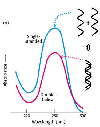 <ul><li><p>A<sub>260</sub> is used to distinguish between single-stranded and double-stranded DNA</p></li><li><p>dsDNA can be disrupted by heating into ssDNA which is melted, disrupting base pairing &amp; stacking. melting occurs at a specific temp, T<sub>m</sub> which depends on the nucleotide sequence</p></li><li><p>when DNA is cooled, the strands re-anneal(come back tgt), stacked bases (ds) absorb less UV light than unstacked bases (ss)</p></li></ul><p></p>