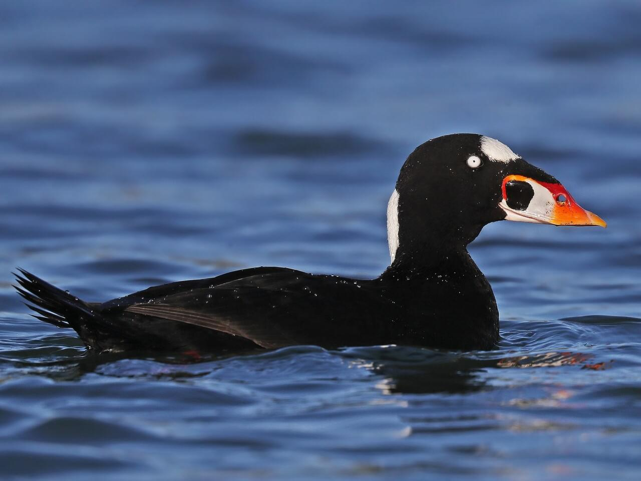 <p>Surf scoter</p>