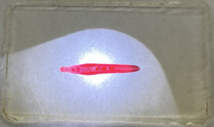 <p>Kingdom: Animalia</p><p class="p1">Phylum: Platyhelminthes</p><p class="p1">Class: Trematoda</p><p class="p1">Subclass: Digenea</p><p class="p1">Order: Echinostomiformes</p><p class="p1">Family: Echinostomatidae</p><p class="p1">Species/Stage: Echinostoma revolutum - adult </p>