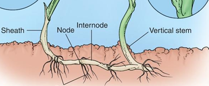<p>Rhizomes (roots basically) extend horizontally and stems grow atop it</p>