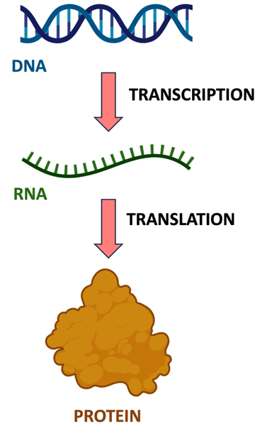 <p><span style="background-color: rgb(204, 255, 255);"><strong><span>Protein synthesis</span></strong></span></p><p>&nbsp;</p><p>Dna contains genes that code for protein</p><p>They code through<span><strong><span> protein synthesis in two steps</span></strong></span></p><ol type="1"><li><p><span><strong><span>Transcirption 2. translation</span></strong></span></p></li></ol><p></p>