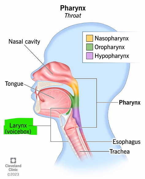 <p>The larynx </p>