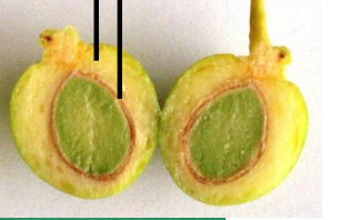 <p>Describe the coat of Ginkgo biloba seeds.</p>