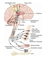 <p>Relays sensory information from the body tissues to the CNS</p>