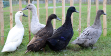 <p>welk type eend is dit</p>