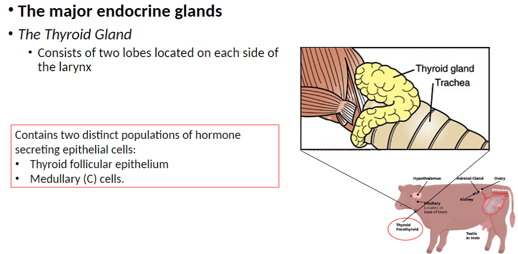 <p><strong>Location</strong><br> Consists of <strong>two lobes</strong> on each side of the <strong>larynx</strong></p><p><strong>Cell Types</strong><br> <strong>Thyroid follicular epithelium</strong> – secretes thyroid hormones<br> <strong>Medullary (C) cells</strong> – secrete <strong>calcitonin</strong></p>