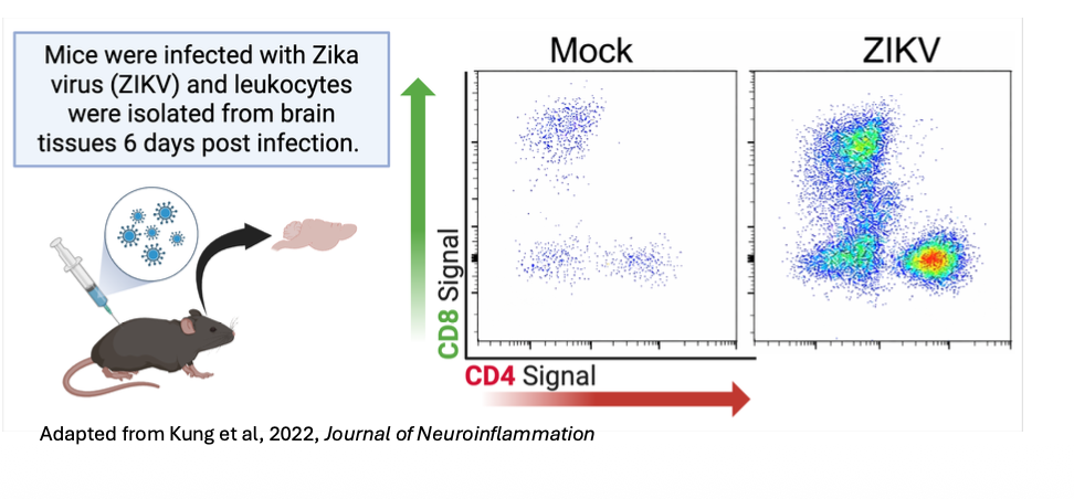 <p>Mice infected with Zika and leukocytes seen after infection - clear increase in CD4 and CD8 cells</p>
