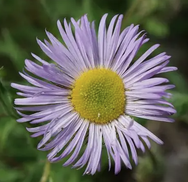 <p>Erigeron speciosus</p>