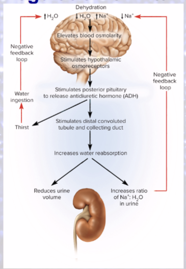 <p>osmoreceptors detecting increased plasma osmolarity</p><p>(angiotensin II is produced when BP drops)</p>