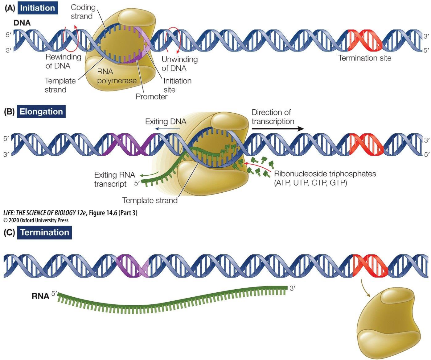 <p>Initiation: RNA Polymerase binds to the promoter and then unwinds the double strand of DNA section by section in the 5’ to 3’ direction until termination sequence</p><p>Elongation: Free moving complementary RNA nucleotides create a phosphodiester backbone and an mRNA strand which is complementary to the template strand is created </p><p>Termination: termination sequence reached and RNA polymerase detaches itself from the DNA strand</p>