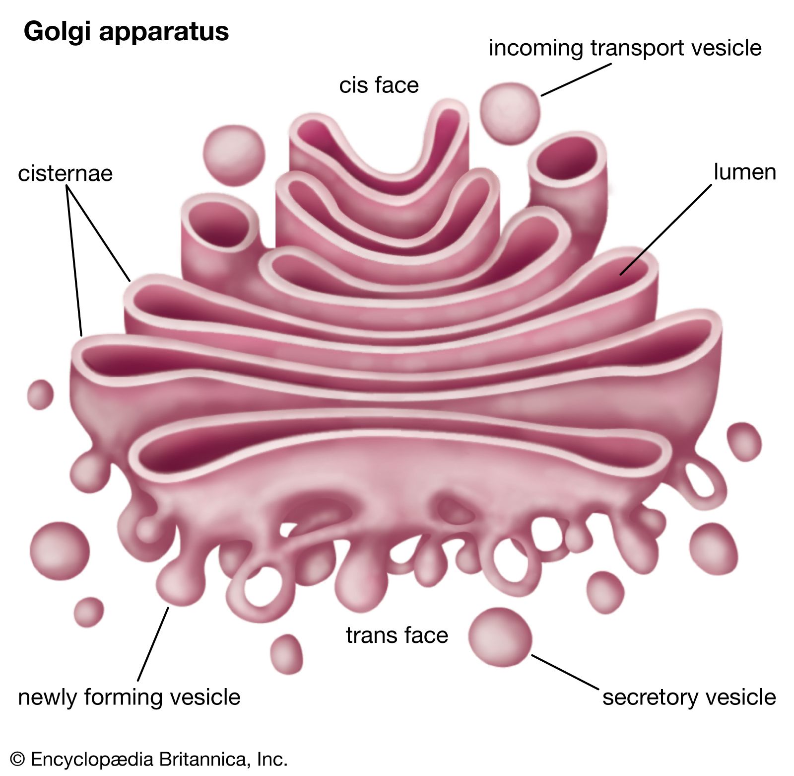 <p>golgi complex (aka golgi body/apparatus)</p>