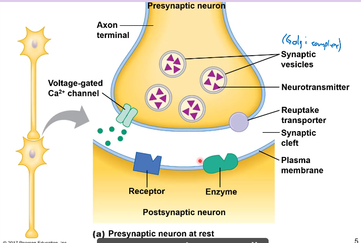 <p>On the presynaptic neuron there is a ________________, and reuptake transporter </p>