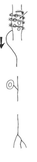 <p>Sensory neuron?</p>