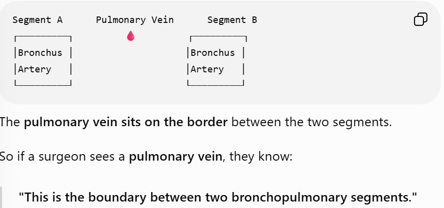 <p><span style="background-color: transparent;"><strong>Clinical Correlation</strong> In surgery, because the veins run between segments, they serve as helpful landmarks for identifying the boundaries of a bronchopulmonary segment during a resection.</span></p>