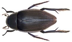 <p>bọ cánh cứng</p>