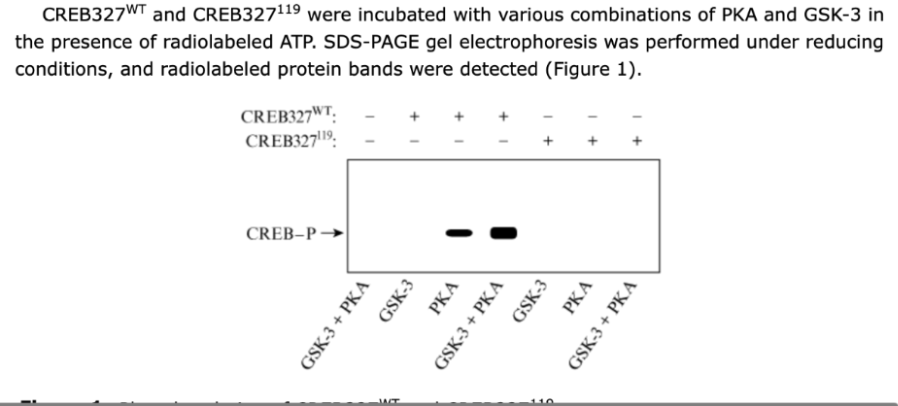 <p>Which statement about CREB327 phosphorylation is supported by the data in the graph?</p>