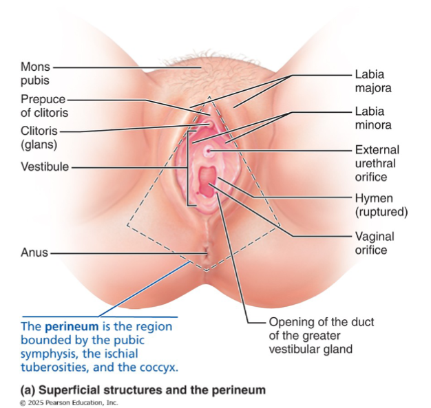 <p>Everything external to the vagina, collectively called the vulva:</p><ul><li><p>Mons pubis</p></li><li><p>Labia majora</p></li><li><p>Labia minora</p></li><li><p>Vestibule</p></li><li><p>Greater vestibular glands</p></li><li><p>Clitoris</p></li><li><p>Bulbs of the vestibule</p></li><li><p>Fourchette</p></li></ul><p></p>