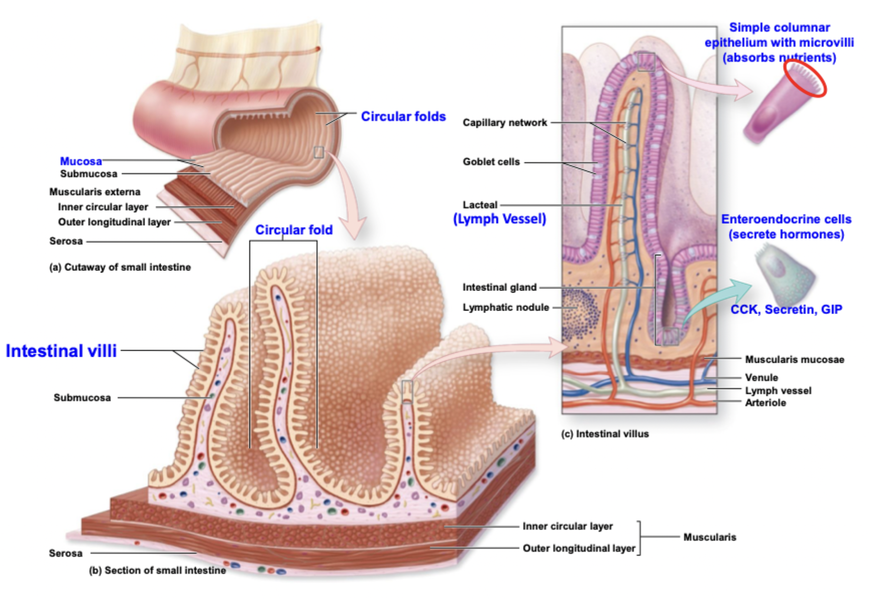 <p>Coiled length, circular folds, villi (epithelial layer), and microvilli (plasma membrane)</p>