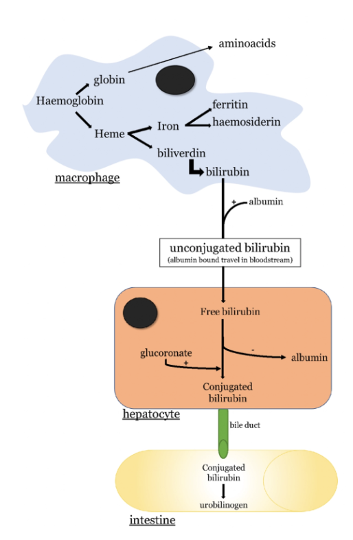 <p><u>Function:</u> Membrane degradation of old and damaged RBCs that have reached the end of their lifespan → Allows their components to further broken down and recycled (spleen #1)</p><p><u>MoA:</u></p><ol><li><p>Blood flows through the spleen</p></li><li><p>Damaged/old RBCs are targeted by splenic macrophages via receptors on their membrane surface</p></li><li><p>RBCs enter the macrophage's cytoplasm to undergo haemolysis by digestive enzymes</p></li><li><p>Haemoglobin (Hb) is released from lysed RBCs and broken down into heme, globin and iron</p></li></ol><p><u>Haemoglobin Structure:</u> 4 subunits of globin protein are each folded around a molecule of heme (each heme molecule contains a central atom of iron)</p><p><u>Components of RBC Breakdown:</u></p><ol><li><p><strong>Heme</strong> = Further broken down into bilirubin for excretion</p><ul><li><p>Bilirubin = Yellow/orange</p></li></ul></li><li><p><strong>Globin</strong> = Broken down into AA for recycling</p></li><li><p><strong>Iron</strong> = Incorporated into haemosiderin (or ferritin) for storage in macrophages</p><ul><li><p>Haemosiderin = Yellow/brown</p></li></ul></li></ol><p></p>
