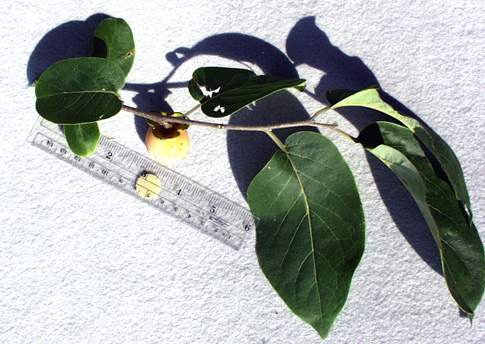 <p>common name</p>