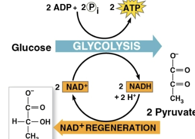 <p>Pyruvate in lactic acid fermentation</p>