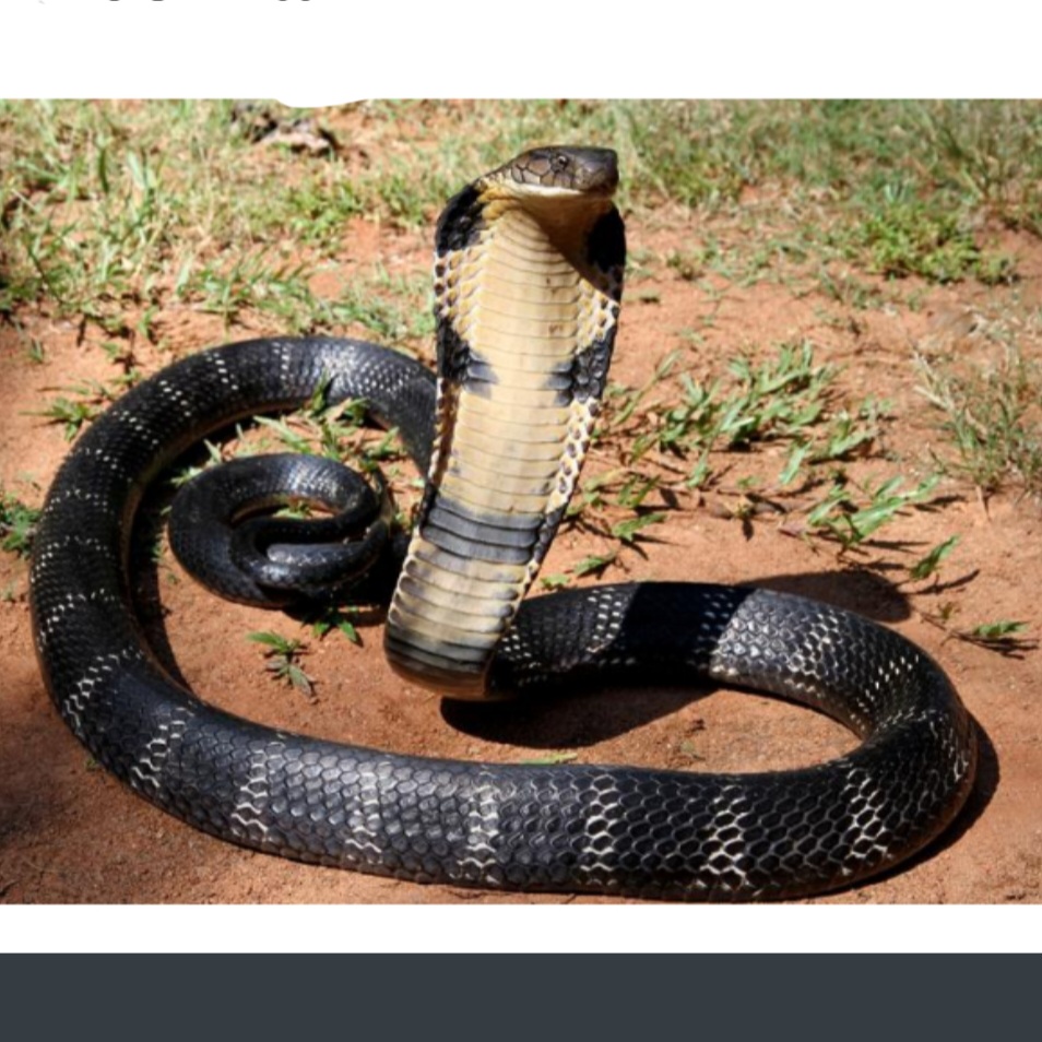 <p>name this animal</p>