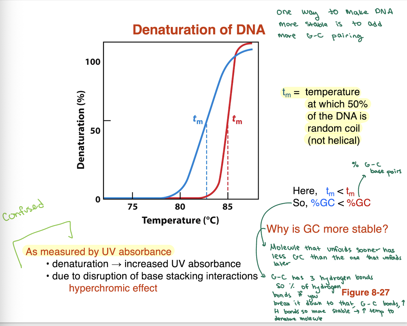 <ul><li><p><strong>More G≡C → higher Tm → more stable DNA</strong></p></li><li><p><strong>Less G≡C → lower Tm → less stable DNA</strong></p></li><li><p>On graph: curve with <strong>higher Tm = higher %GC</strong></p></li></ul><p></p><p>so higher amounts of GC require higher amounts of temperature to denature since the GC bp has 3 H bonds compared to 2. hence higher Tm compared to another can tell us that we have higher GC content than the other. </p>