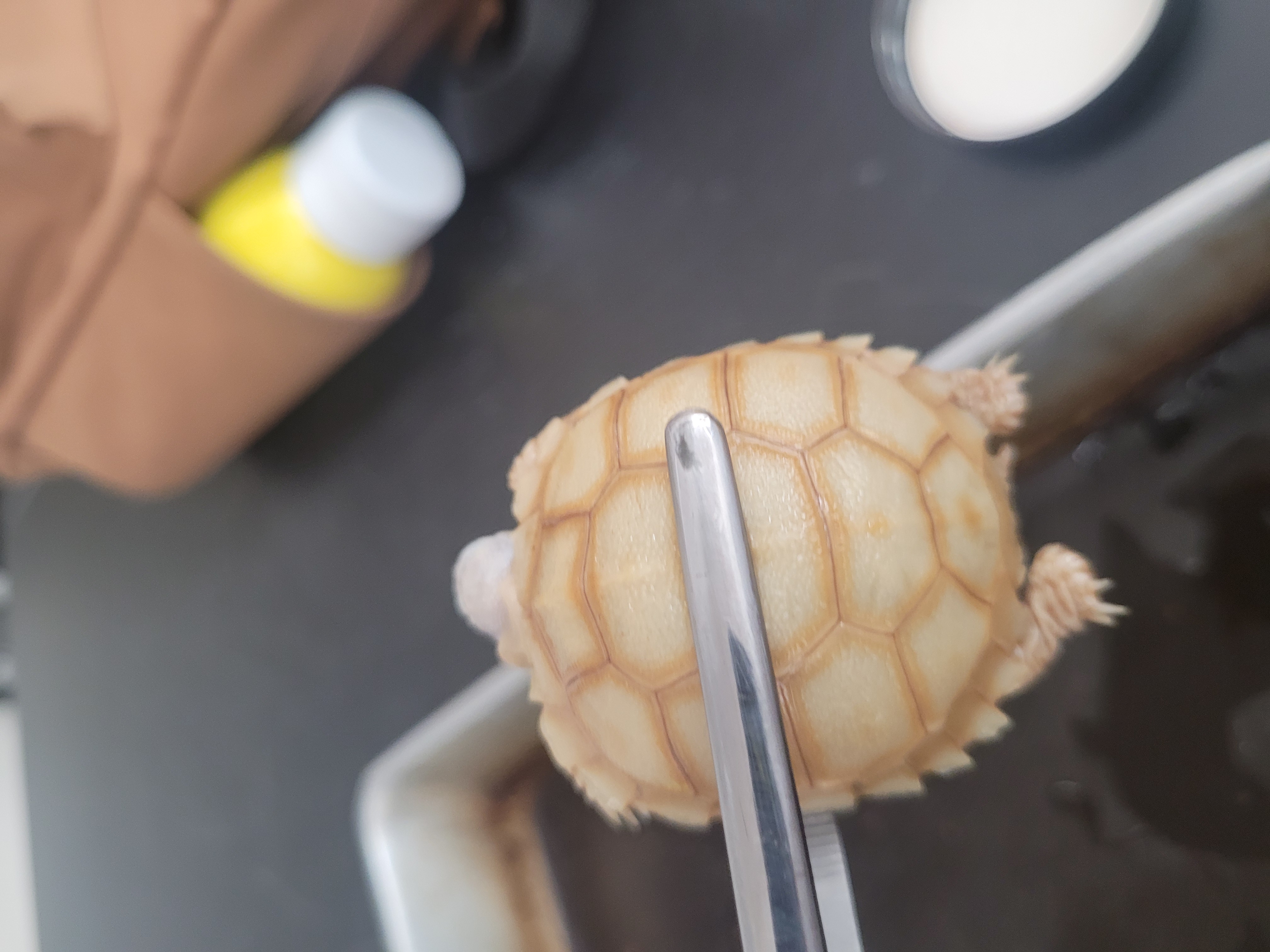<p>What species is this? </p>