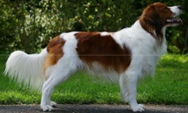 <p>welk type hond is dit</p>