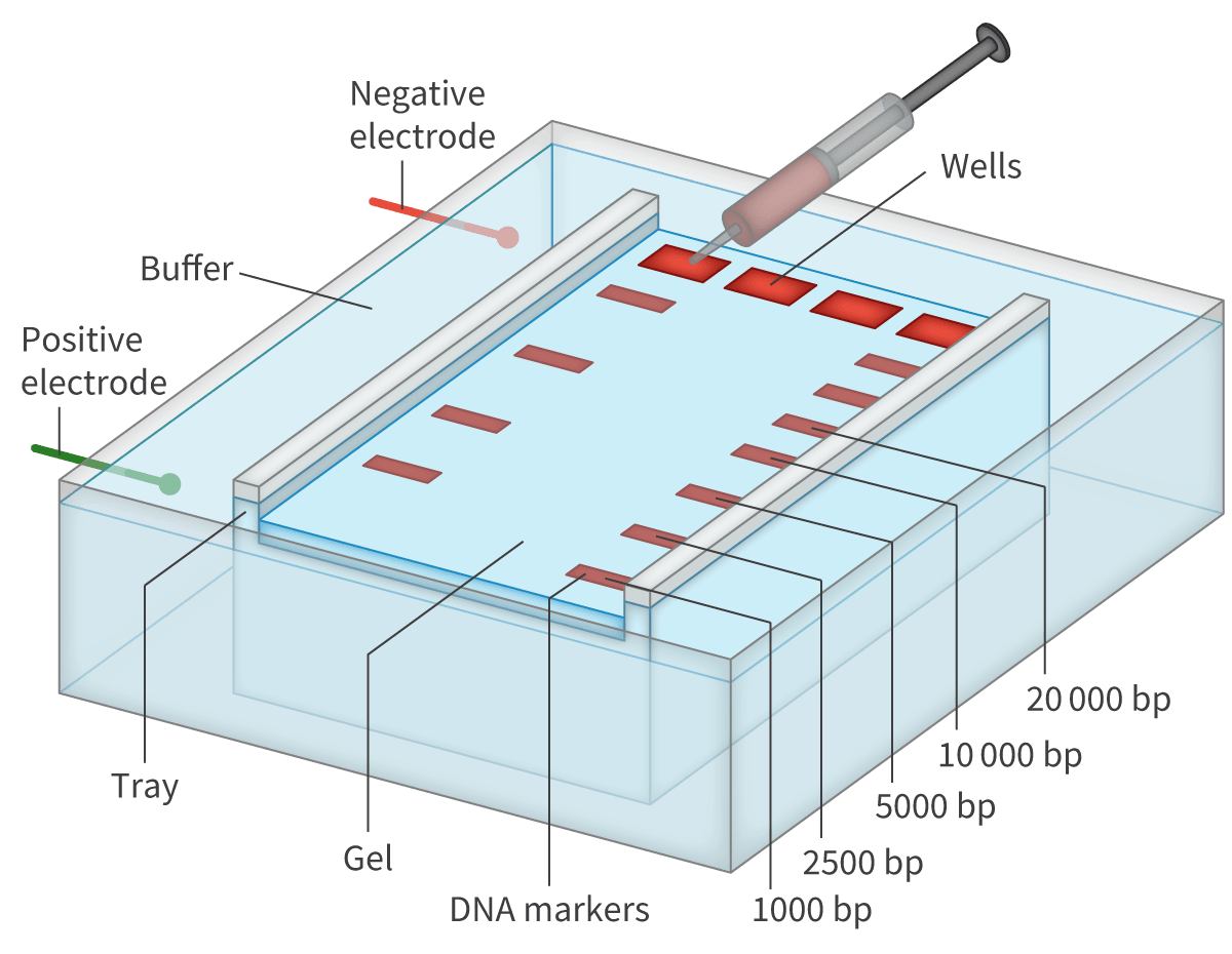 <p><span>DNA molecules have a negative electrical charge (opposites attract). </span></p>