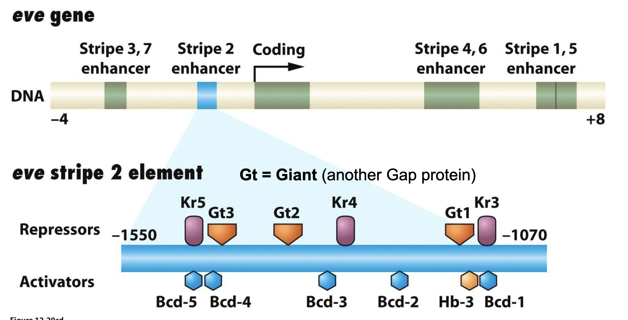 <ul><li><p>combinations of maternal effect and gap proteins control individual pair rule stripe formation </p></li><li><p>figure: <em>eve</em> regulatory region</p><ul><li><p>e.g. at high [Bcd] and [Hb], and low [Kr] and [Gt] we’d see stripe 2 enhancer to be active, driving <em>eve </em>expression</p></li></ul></li></ul><p></p>
