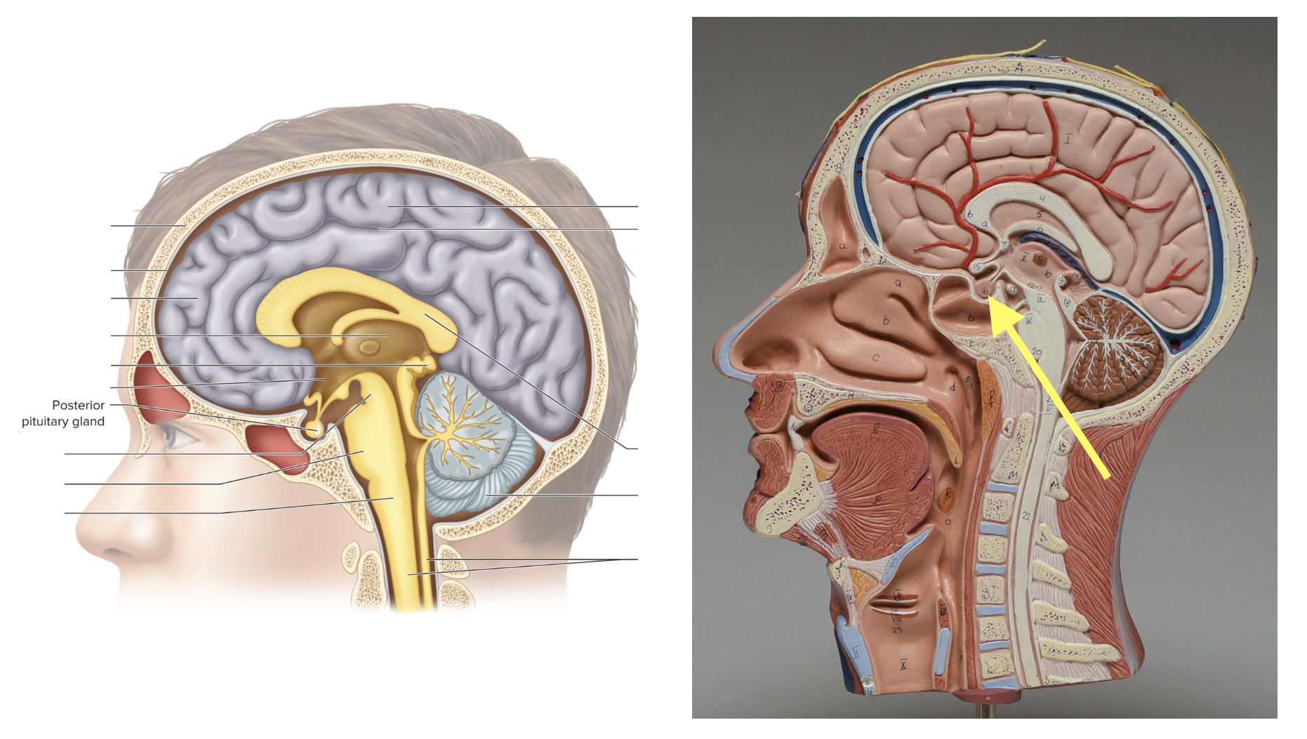 <p><strong>Location: Below hypothalmus, attached by infundibulum; Function: Release hormones </strong></p>