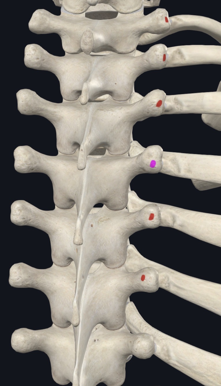 <p>TPs T1-T5</p>