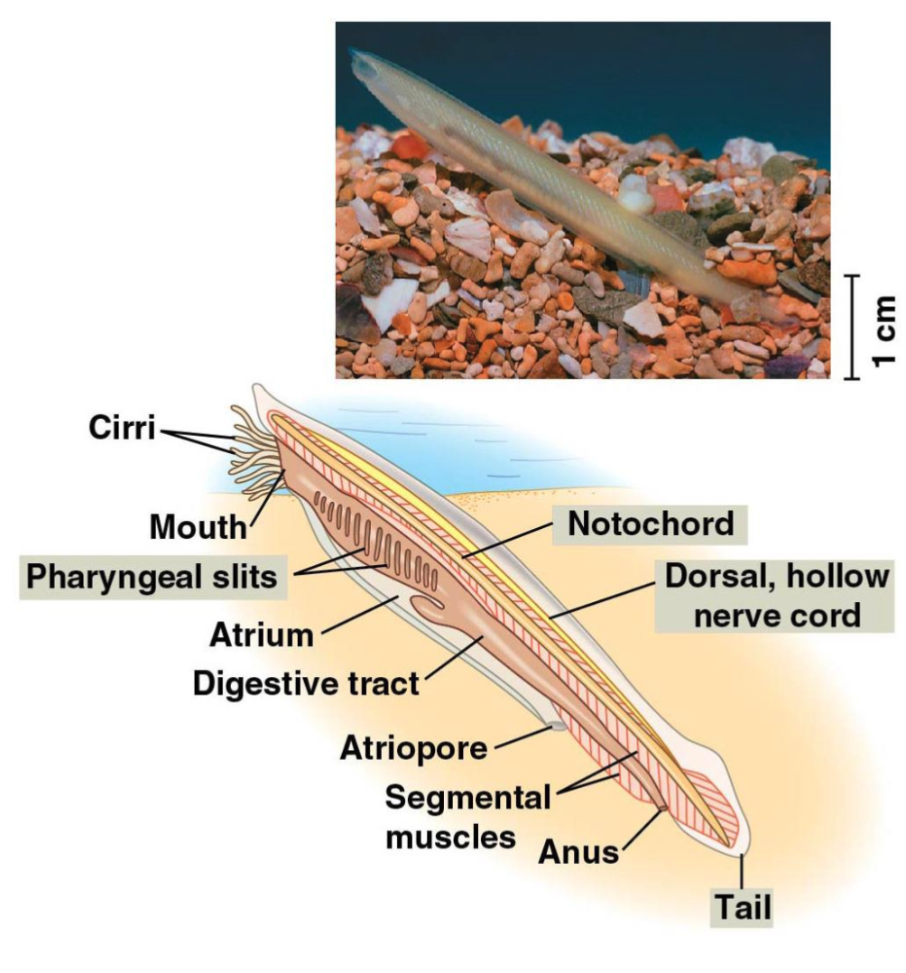 <p>Lancelets (Cephalochordates)</p>