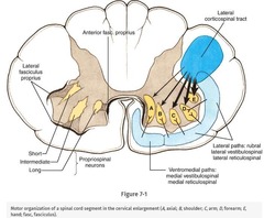<p>Corticospinal Tract</p>