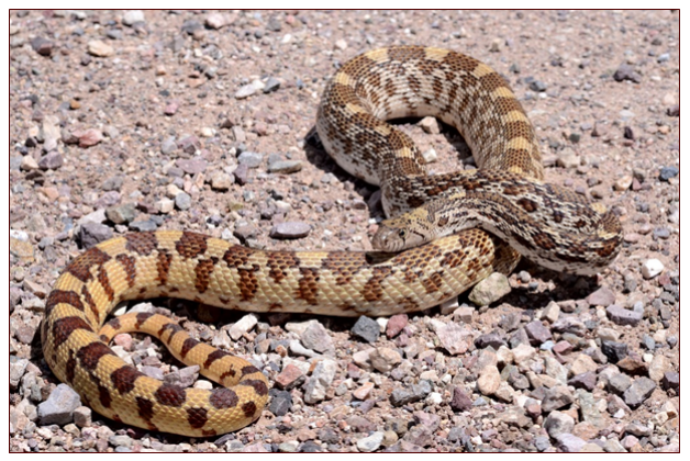 <p>nonvenomous</p>