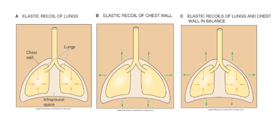 <p>elastic recoil of lungs opposes the recoil of the chest wall to create a relative negative pressure → drawing air in</p>