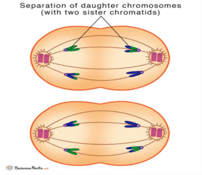 <p>- Centromere divides and sister chromatids are pulled to the opposite poles.</p><p>- Chromatids move to opposite poles.</p>