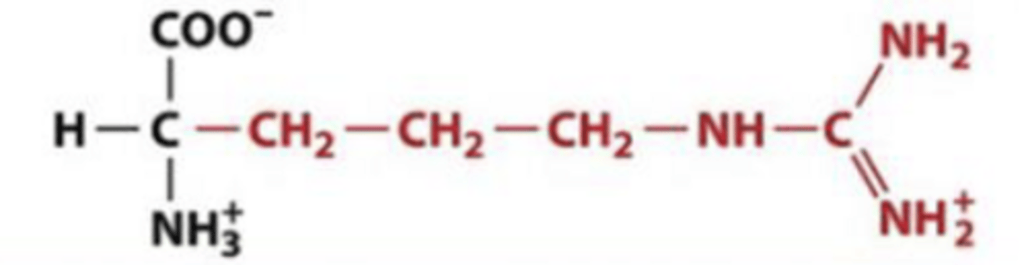 <p>Arg, R, Pos charge (basic)</p>